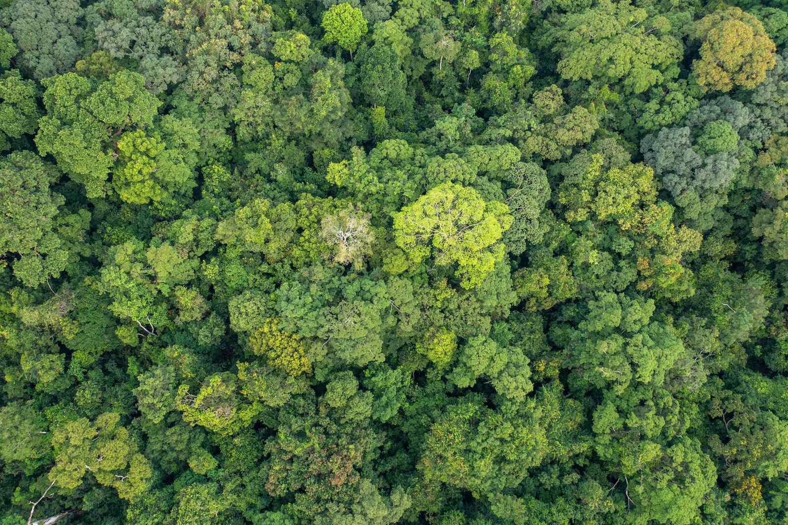 An aerial photograph of dense tropical forest